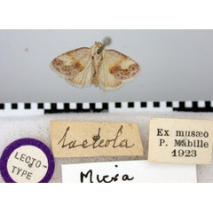 /filer/webapps/moths/media/images/L/lacteola_Micra_LT_BMNH.jpg