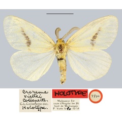 /filer/webapps/moths/media/images/V/viettei_Crorema_HT_MNHN.jpg