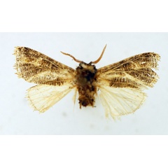 /filer/webapps/moths/media/images/E/eustrigata_Salagena_AM_TMSA.jpg