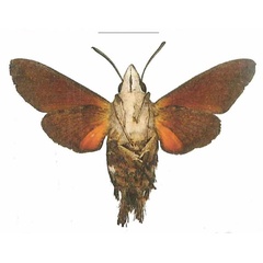 /filer/webapps/moths/media/images/S/svetlana_Macroglossum_HT_EMEMb.jpg