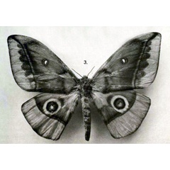 /filer/webapps/moths/media/images/G/gschwandneri_Nudaurelia_STF_Rebel_1917b_6-3.jpg