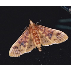 /filer/webapps/moths/media/images/H/hirsutalis_Ghesquierellana_A_Roland_01.jpg