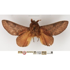 /filer/webapps/moths/media/images/D/denticula_Metanastria_HT_NHMUK.jpg