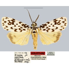 /filer/webapps/moths/media/images/D/duberneti_Digama_HT_MNHN.jpg