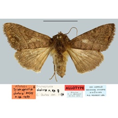 /filer/webapps/moths/media/images/D/dolera_Trichoplusia_AT_MNHN.jpg