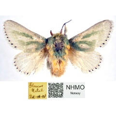 /filer/webapps/moths/media/images/A/albiramosa_Coenobasis_AF_NHMO_Y6lx7vE.jpg