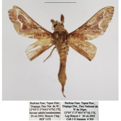 /filer/webapps/moths/media/images/D/diplocyma_Streblote_AM_TMSA.jpg