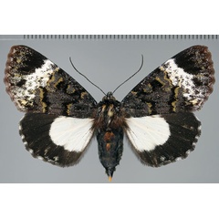 /filer/webapps/moths/media/images/N/nocturna_Lophonotidia_A_Fiebig.jpg