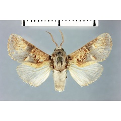 /filer/webapps/moths/media/images/S/sakalava_Cossus_HT_MNHN.jpg