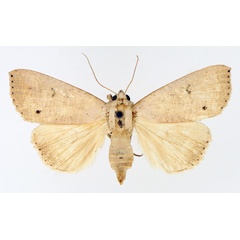 /filer/webapps/moths/media/images/M/multistriata_Exophyla_AF_TMSA_01.jpg