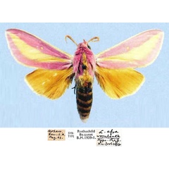 /filer/webapps/moths/media/images/R/rosulenta_Leucophlebia_STM_NHMUK.jpg