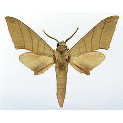 /filer/webapps/moths/media/images/M/molitor_Pseudoclanis_AM_Basquin_01.jpg