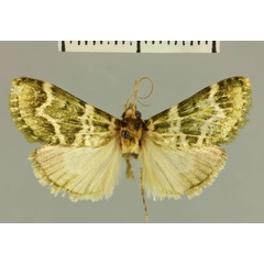 /filer/webapps/moths/media/images/V/vieualis_Megarthria_HT_MNHN.jpg