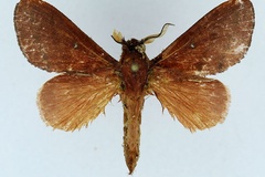 Acosmetoptera sogai