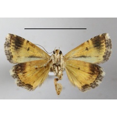 /filer/webapps/moths/media/images/H/heliastis_Acontiola_A_MGCLb_01.jpg