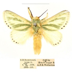 /filer/webapps/moths/media/images/A/albiramosa_Coenobasis_AM_BMNH_02_V4E8PMv.jpg