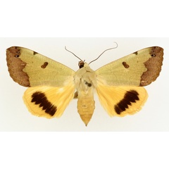 /filer/webapps/moths/media/images/T/tirhaca_Ophiusa_AM_TMSA_02.jpg