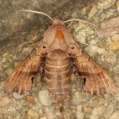 /filer/webapps/moths/media/images/P/pusillus_Odontosida_A_Heynsc.jpg