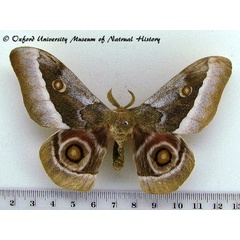 /filer/webapps/moths/media/images/Z/zambesina_Gonimbrasia_A_OUMNH.jpg