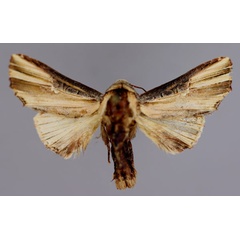 /filer/webapps/moths/media/images/P/pulchra_Cetola_A_RMCA_01.jpg