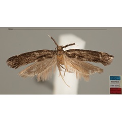 /filer/webapps/moths/media/images/A/arquata_Dichomeris_MHT_MfN.jpg