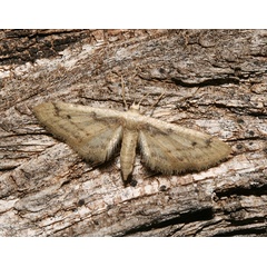 /filer/webapps/moths/media/images/L/lilliputaria_Idaea_A_Roland_01.jpg
