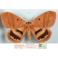 /filer/webapps/moths/media/images/S/seydeli_Jana_A_MGCL_01.JPG