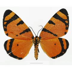 /filer/webapps/moths/media/images/A/apicisecta_Callioratis_AM_Basquin.jpg