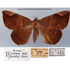 /filer/webapps/moths/media/images/B/basilewskyi_Achaea_PT_MSNM.jpg