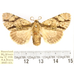 /filer/webapps/moths/media/images/F/fasciata_Thiacidas_AF_BMNH.jpg