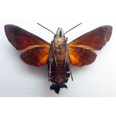 /filer/webapps/moths/media/images/M/milvus_Macroglossum_AM_Turlin_02.jpg