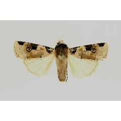/filer/webapps/moths/media/images/A/albifrons_Mentaxya_AM_RMCA.jpg