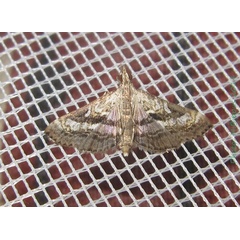 /filer/webapps/moths/media/images/C/cadeti_Glyphodes_A_Bippus.jpg