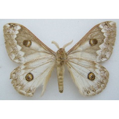 /filer/webapps/moths/media/images/S/subangulata_Usta_PTM_NHMUKb_6M1LvCS.jpg