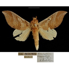 /filer/webapps/moths/media/images/A/argyrosticta_Brachychira_HT_RBINSa.jpg