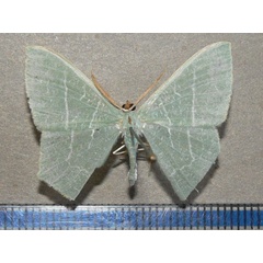 /filer/webapps/moths/media/images/Q/quadraria_Thalassodes_A_Goff.jpg