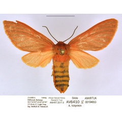/filer/webapps/moths/media/images/H/henrardi_Metarctia_AF_ANHRT.jpg
