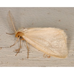 /filer/webapps/moths/media/images/T/temperata_Olapa_A_Heyns_02.jpg