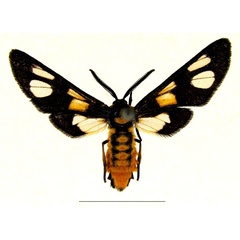 /filer/webapps/moths/media/images/B/burtti_Ceryx_AM_deFreina.jpg