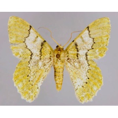 /filer/webapps/moths/media/images/F/floridivenis_Pingasa_A_ZSM_01.jpg