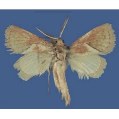 /filer/webapps/moths/media/images/A/andreashempi_Lukeniana_HT_NMK.jpg
