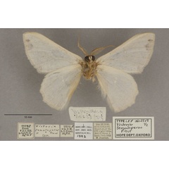 /filer/webapps/moths/media/images/S/sematoperas_Victoria_HTM_OUMNHb_01.jpg