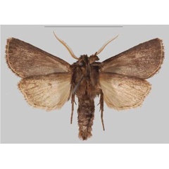 /filer/webapps/moths/media/images/N/njombe_Sciomesa_PTM_MNHNb.jpg