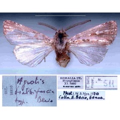 /filer/webapps/moths/media/images/B/bialbifasciata_Agrotis_HT_MSNM.jpg