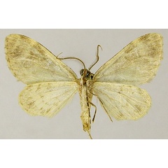 /filer/webapps/moths/media/images/V/viettei_Piercia_PTM_ZSMb.jpg