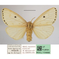 /filer/webapps/moths/media/images/P/punctigera_Paradrallia_AF_MGCLa_03.JPG