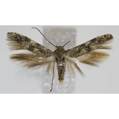 /filer/webapps/moths/media/images/C/cucullella_Scythris_PT_Bengtsson.jpg