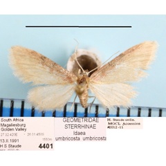 /filer/webapps/moths/media/images/U/umbricosta_Idaea_A_MGCLa_01.jpeg