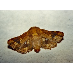 /filer/webapps/moths/media/images/C/constellata_Dysodia_A_Roland_01.jpg