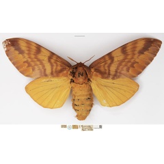/filer/webapps/moths/media/images/I/imperialis_Gonometa_HT_NHMUK.jpg